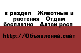  в раздел : Животные и растения » Отдам бесплатно . Алтай респ.